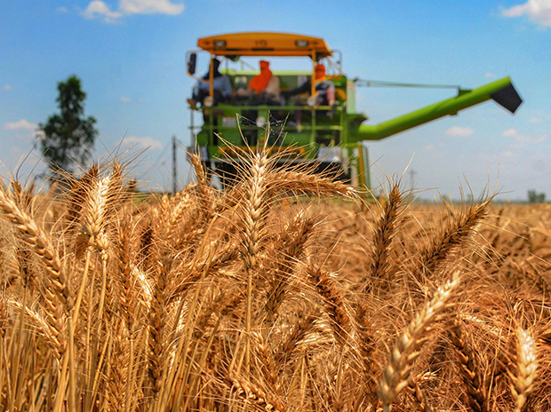 Which states bought how much wheat for central pool, read full report