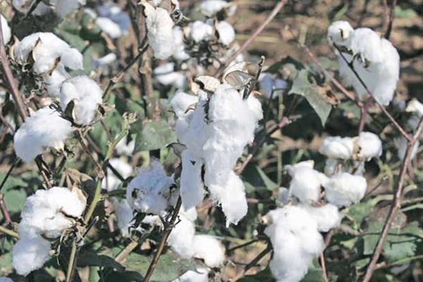 If China does not buy cotton from India, it is not malicious: Industry Organization