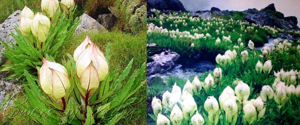 Brahmakamal in the high Himalayas of Uttarakhand still blossoming, this flower occurs after midnight in its entire youth