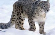 There will be an exposure to snow leopard in Uttarakhand