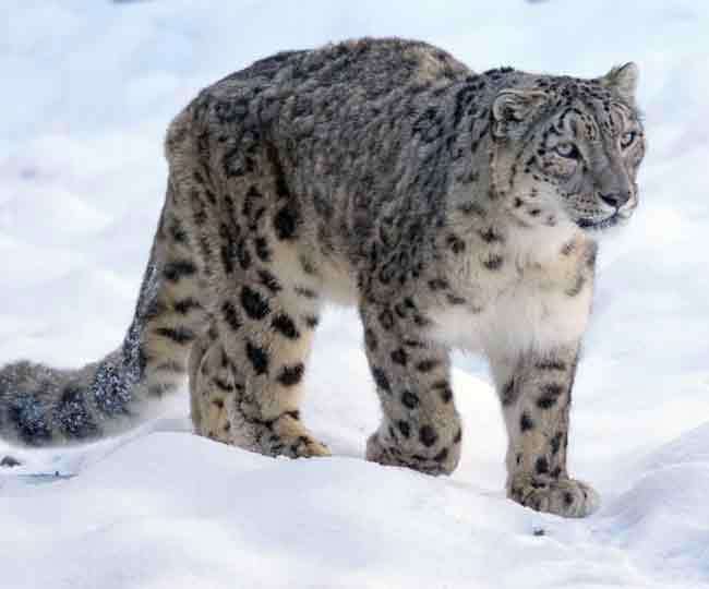 There will be an exposure to snow leopard in Uttarakhand