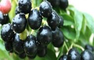 Berries vinegar is the nectar for diabetes patients…