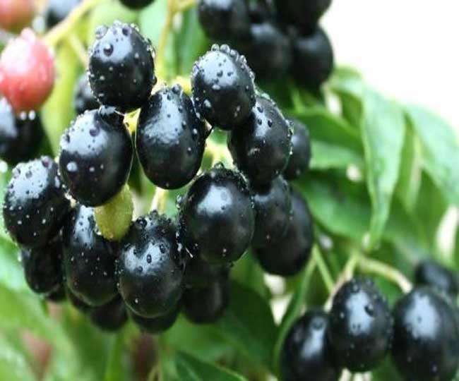 Berries vinegar is the nectar for diabetes patients…
