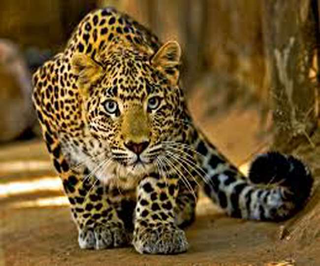 Demand for security: villagers panic due to gilded appearance with cubs in Jasnagar of Ramnagar
