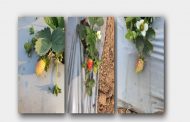Now strawberry will write a new story of progress in the land of valor in Jhansi