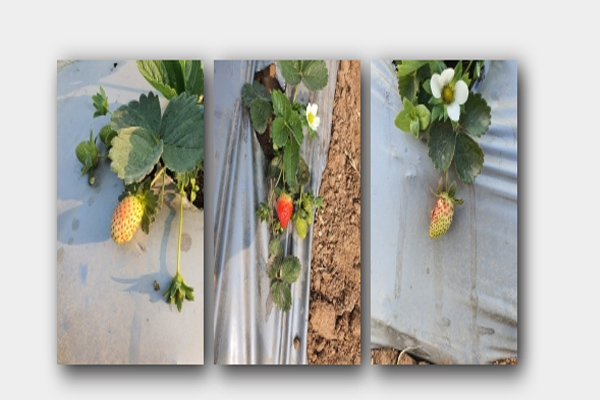 Now strawberry will write a new story of progress in the land of valor in Jhansi
