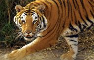 The tigress took the life of a farmer