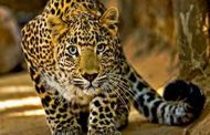 The jungle from which it was caught reached there, a leopard walked a record 216 km in a day on the mountain