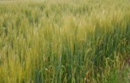 Grainers and agronomists have also expressed concern, increasing the production of wheat due to prematurely rising temperature