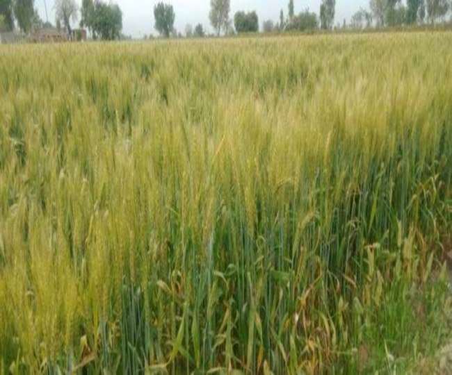 Grainers and agronomists have also expressed concern, increasing the production of wheat due to prematurely rising temperature