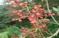 Timur will improve the economic medicinal properties of villagers of Nainital district