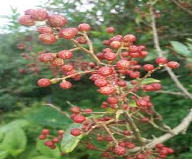 Timur will improve the economic medicinal properties of villagers of Nainital district