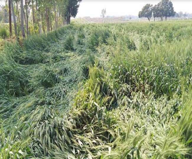 Farmers, agricultural experts gave this advice, fearing loss of crops due to rising temperature and strong winds during the day
