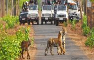 Women will also do safari in Corbett National Park and will also work as a nature guide.
