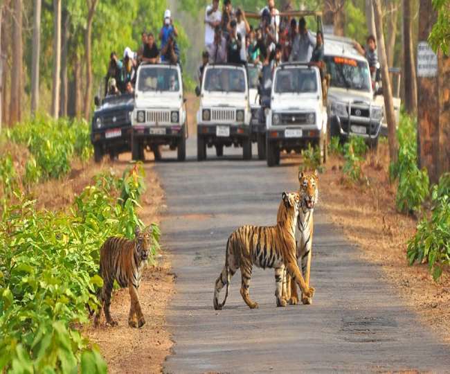 Women will also do safari in Corbett National Park and will also work as a nature guide.