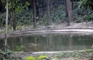 Water supply from Fatehpur range from five km away to quench the thirst of tiger and leopard