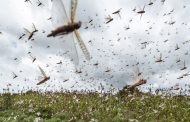 Warning issued to farmers on grasshopper attack