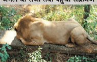 Corona Report positive of Babbar Sher Tripur of Jaipur Zoo