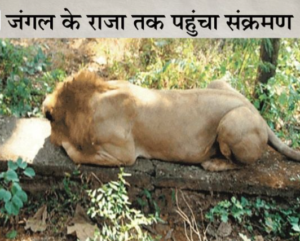 Corona Report positive of Babbar Sher Tripur of Jaipur Zoo
