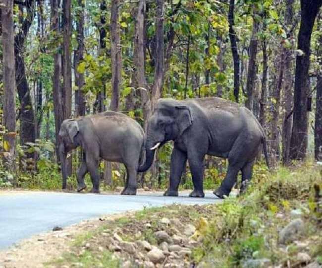 An elderly man who went to the forest was thrashed to death by an elephant
