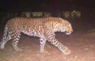 Entering the house, the leopard took away the 6-year-old girl, people ran after