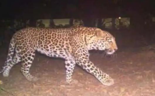 Entering the house, the leopard took away the 6-year-old girl, people ran after