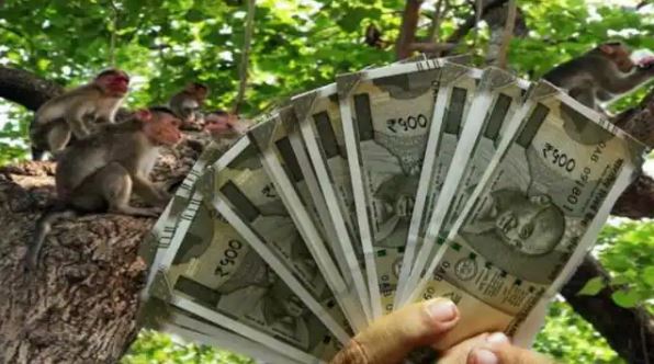 500-500 notes rained from a tree standing in the court, know the whole matter