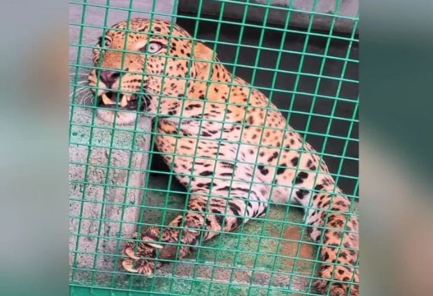 Amazing love story of Ajab Leopard, read the whole matter