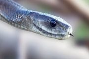 Wife was bitten by a snake, then husband sealed it in a bottle, took it to the hospital, know what happened then
