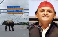 The elephant was seen walking on the Agra-Lucknow Express, Akhilesh shared the VIDEO pinch