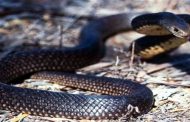 Snake bites three people of the same family in Sonbhadra, mother and daughter died