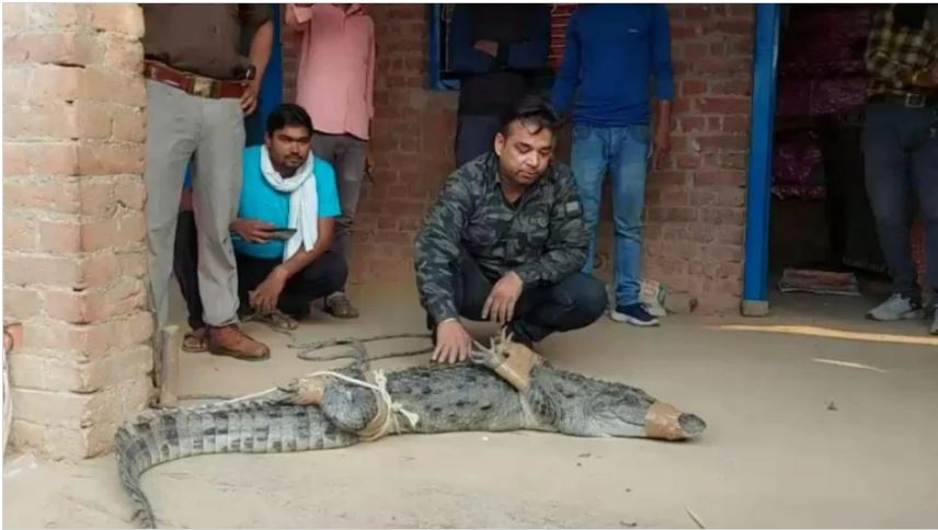 The 'hungry' crocodile entered the farmer's house in search of prey, the forest department lost its sweat in rescue