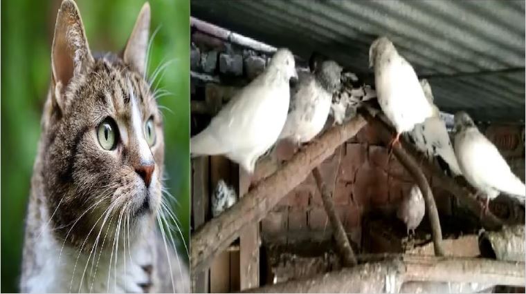 Sacrifice of innocent people in road dispute, missing cat, killed 35 pigeons, case reached police station