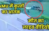 A pack of dogs attacked a young man in AMU, mauled him to death, incident captured in CCTV