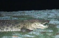Daughter fought with crocodile to save her mother's life