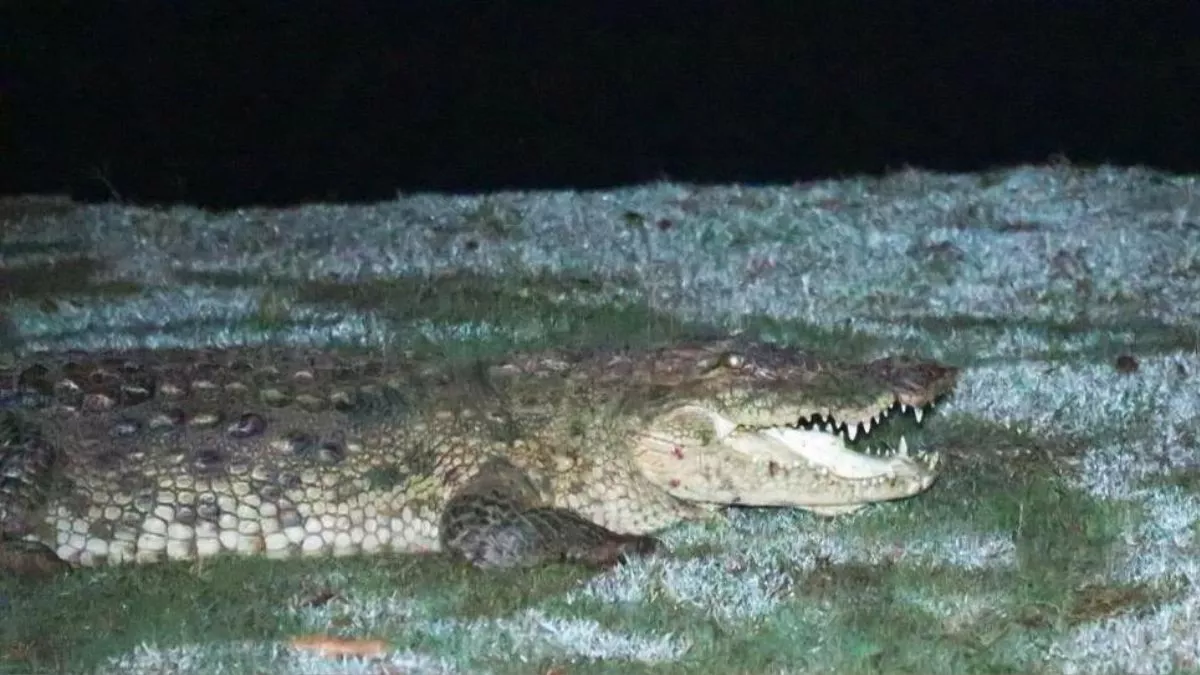 Daughter fought with crocodile to save her mother's life