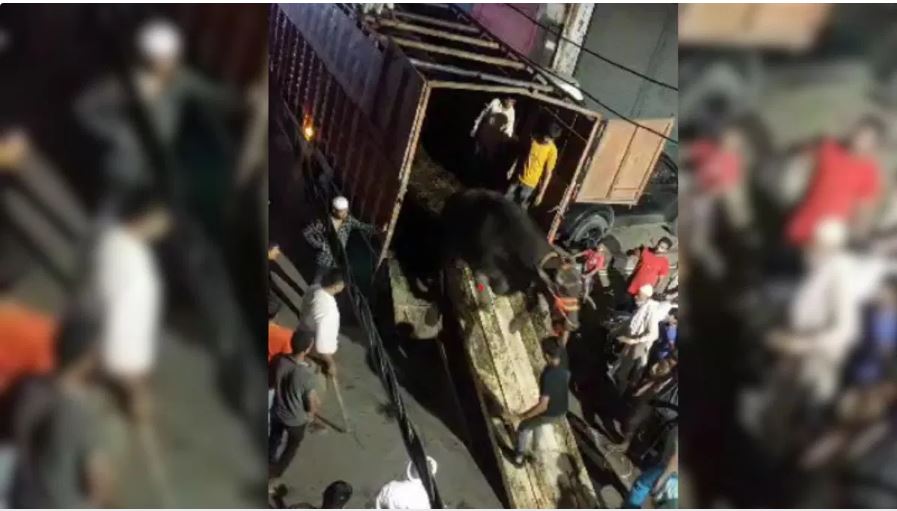 The buffalo brought from the truck for the sacrifice got agitated after seeing the crowd, created havoc in the filled market, trampled many people