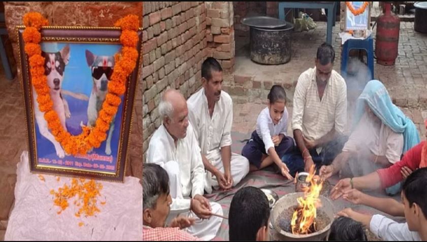 On the thirteenth day of the dog, the villagers organized Brahmabhoj, said- 'He was definitely a dog, but like a man...'
