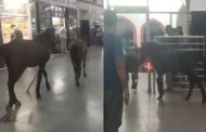 Crowd of passengers and horses running at Kanpur railway station, you will be surprised to see VIDEO