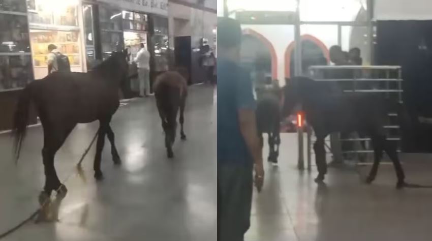 Crowd of passengers and horses running at Kanpur railway station, you will be surprised to see VIDEO