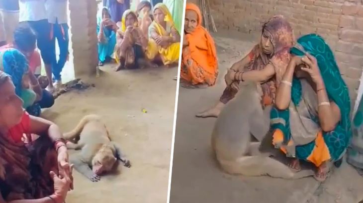 This friendship made one cry: After the death of the farmer, the monkey came to pay his last respects, kept his head in the lap of the women; lying on the ground