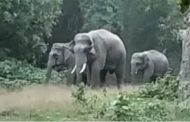 Pilibhit News: Nepali elephants terrorize, crush three farmers; death of one