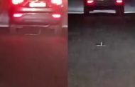 Snake fell from moving car on Hamirpur-Jolhupur highway, sitting coiled