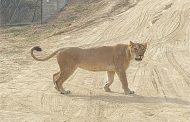 Lioness Jennifer died in Etawah Lion Safari, was ill for several days; Safari staff in mourning