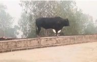 Nuisance of bull climbing on roof in Livestock Minister's area, JCB called to take it down