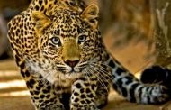 Dead body of 9 year old child found lying in the bushes, leopard had taken it away