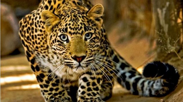 Dead body of 9 year old child found lying in the bushes, leopard had taken it away