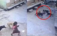 A pack of dogs attacked a six-year-old girl, threw her on the ground and scratched her badly, the incident was captured in CCTV.