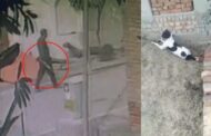 Why did a retired soldier shoot a street dog; limits of inhumanity crossed in Agra