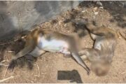Sensation spread due to death of more than a dozen monkeys in Mathura, foreign national arrested on charges of murder